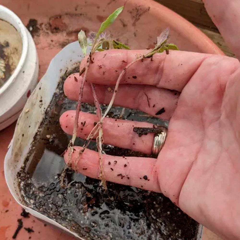 Как пикировать рассаду